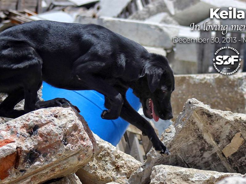 Search Dog Keila working a rubble pile, in loving memory